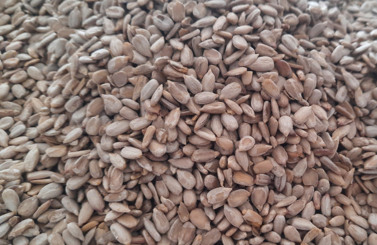 مغز تخمه آفتابگردان